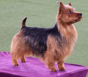 A small dog with a tan and black coat stands alert on a purple platform, with a green background.