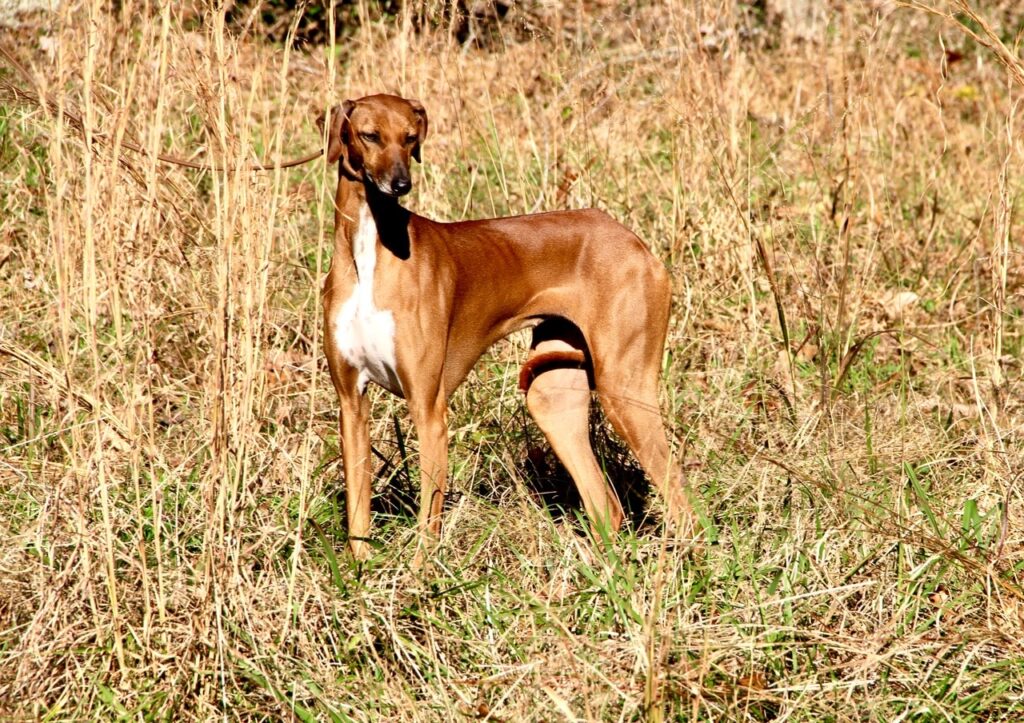 A slender, brown dog with a white chest stands alert in a field of tall, dry grass, looking to the side.