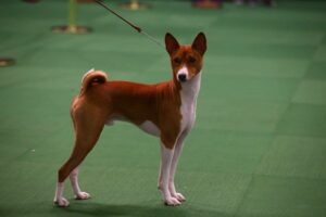 A Basenji dog stands on a green carpet, facing forward, attached to a thin leash.