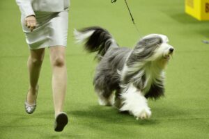 A person in a light suit walks a long-haired dog on a leash across a green indoor show ring.