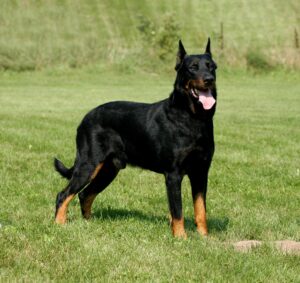 A black and tan dog with erect ears stands on grass in an outdoor setting, looking ahead with its mouth open and tongue out.