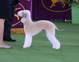 A Bedlington Terrier stands on a green carpet beside a person in dress shoes, likely at a dog show event.