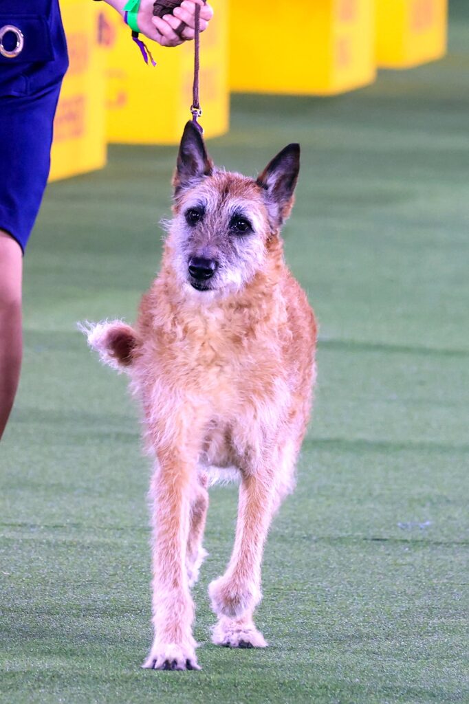 A brown and white dog with upright ears is walked on a leash by a person across a green indoor field with yellow signs in the background.