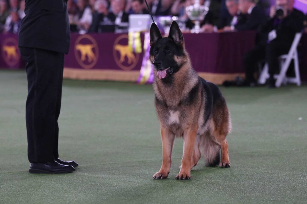A German Shepherd sits attentively beside a handler in a show ring, with spectators and judges seated at a table in the background.