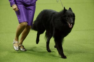 A person in a purple outfit leads a large black Belgian Sheepdog on a leash across a green indoor show floor.