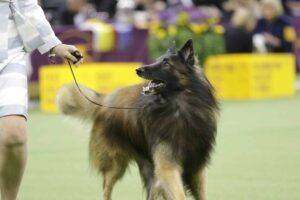 A Belgian Tervuren on a leash stands with its handler in a dog show ring, looking up attentively.