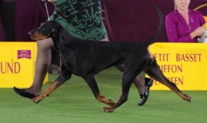 A black and tan coonhound is being shown in a dog show ring, led by a handler in a green dress.