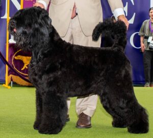 A large black dog with a thick, fluffy coat stands on green turf, next to a person in a tan suit holding its head.