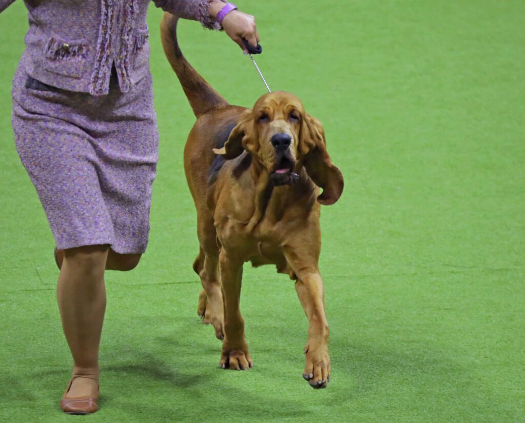 A person in a purple suit walks a bloodhound on a leash across a green indoor show ring.