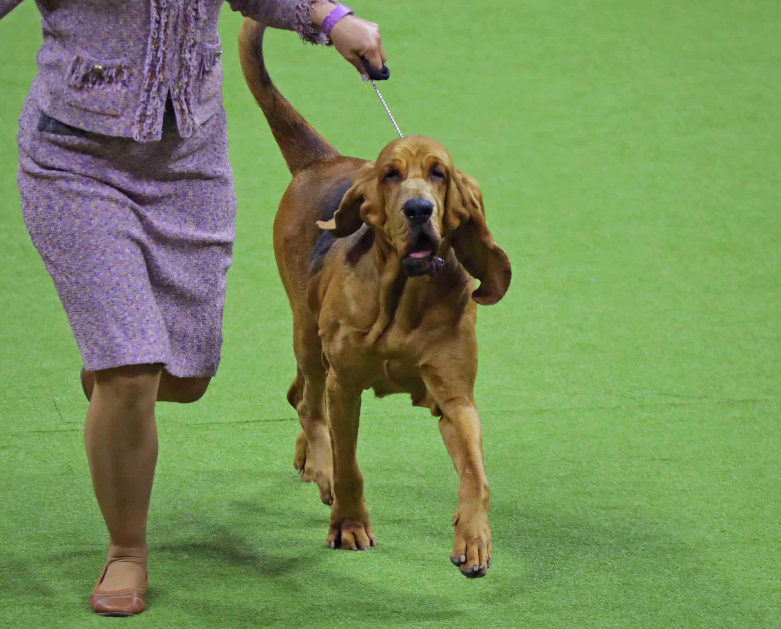 Bloodhound - The Westminster Kennel Club, image size:2560x2062