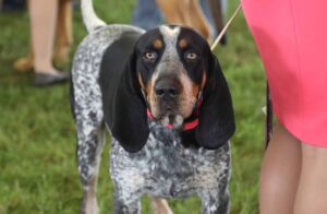 A black and white speckled dog with long ears and a red collar stands on grass next to a person wearing a bright pink skirt.