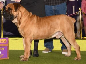 A brown Bullmastiff stands on green turf at a dog show, next to a sign reading "Best of Breed," with people standing behind the dog.