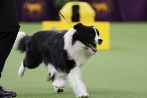 A black and white Border Collie on a leash is walking on a green indoor surface during a dog show.