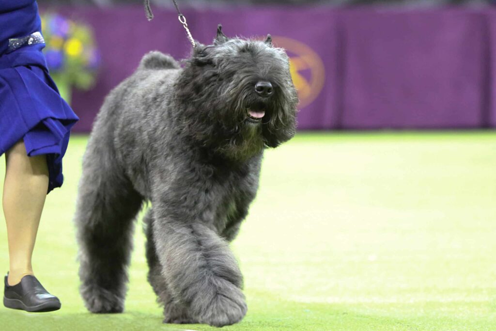 A large, fluffy black dog is being led on a leash by a person in a blue outfit at an indoor dog show.