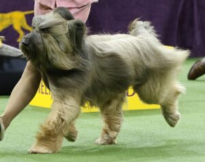 A long-haired dog with a brushed coat walks beside a handler on green turf at a dog show.