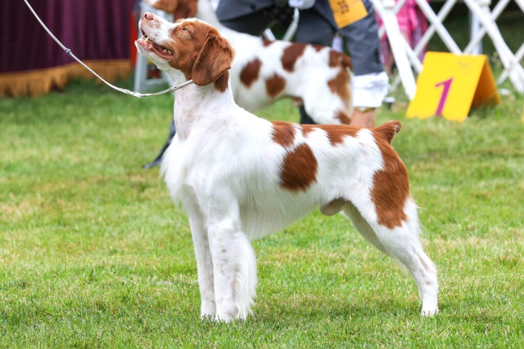 A brown and white dog stands alert on grass at a dog show, wearing a leash, with another similar dog and display markers visible in the background.