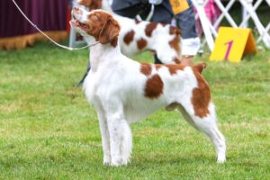 A brown and white dog stands alert on grass at a dog show, wearing a leash, with another similar dog and display markers visible in the background.