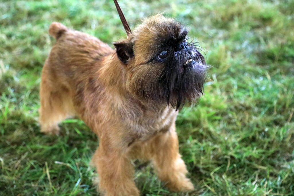 A small brown Brussels Griffon dog with a dark face stands on grass, attached to a leash, looking upward.
