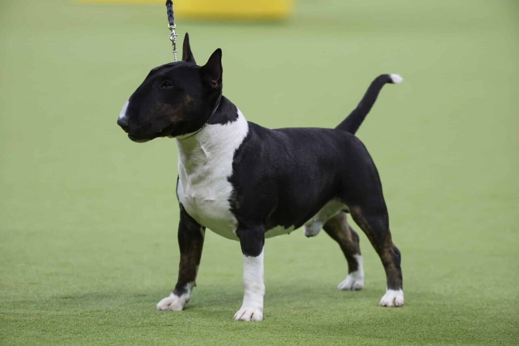 A dog standing on a leash.
