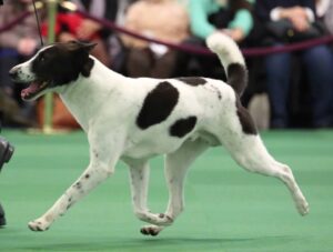 A black and white dog with a short coat trotting on a green floor at an indoor event, with people seated in the background.