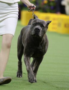 A large, muscular gray dog on a leash is being walked by a person on a green indoor show ring.