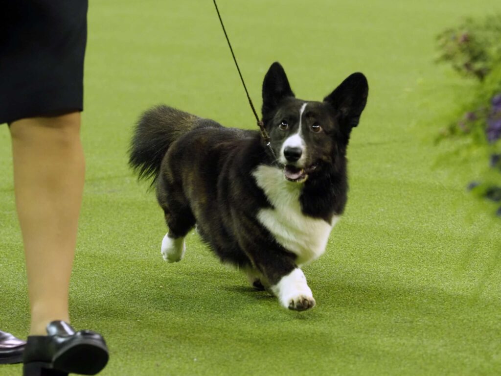 A black and white Corgi walks on a leash across a green indoor surface beside a person wearing black clothing and shoes.