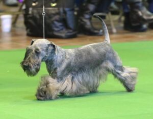 A Schnauzer-like dog with a long, flowing coat and trimmed beard walks on a green show ring, led by a thin leash.