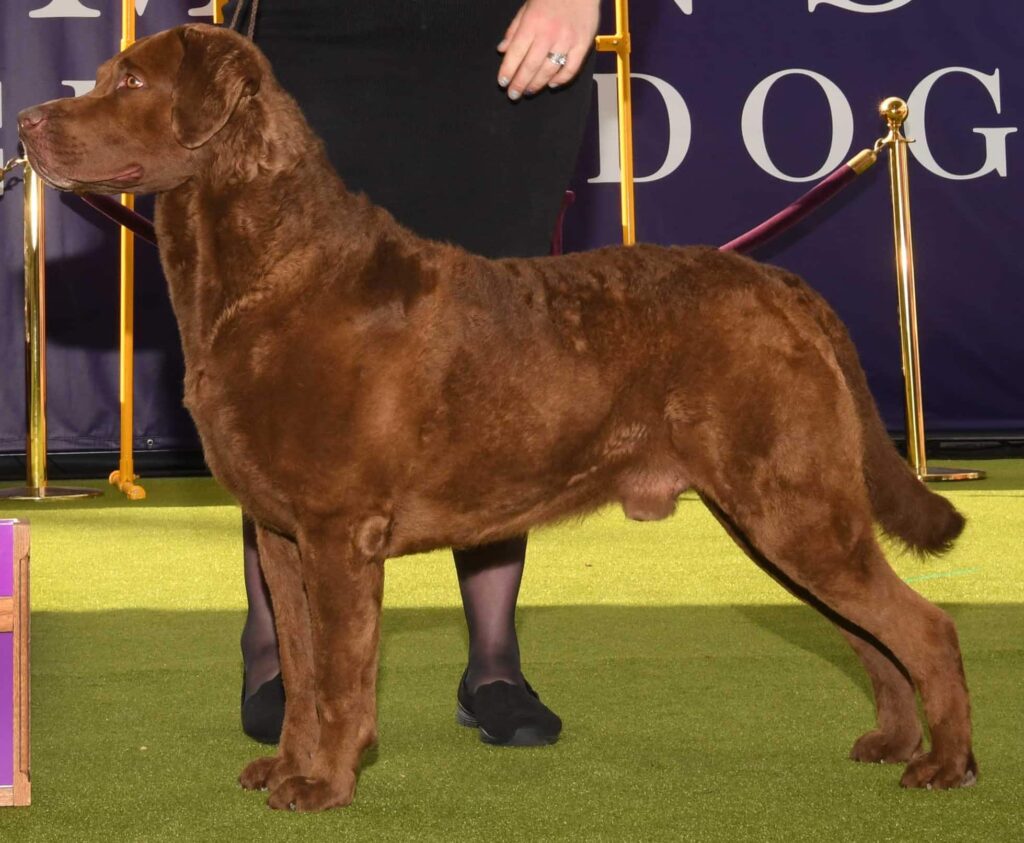 A Chesapeake Bay Retriever with a curly brown coat stands on a green carpet next to a person in a black skirt and shoes.
