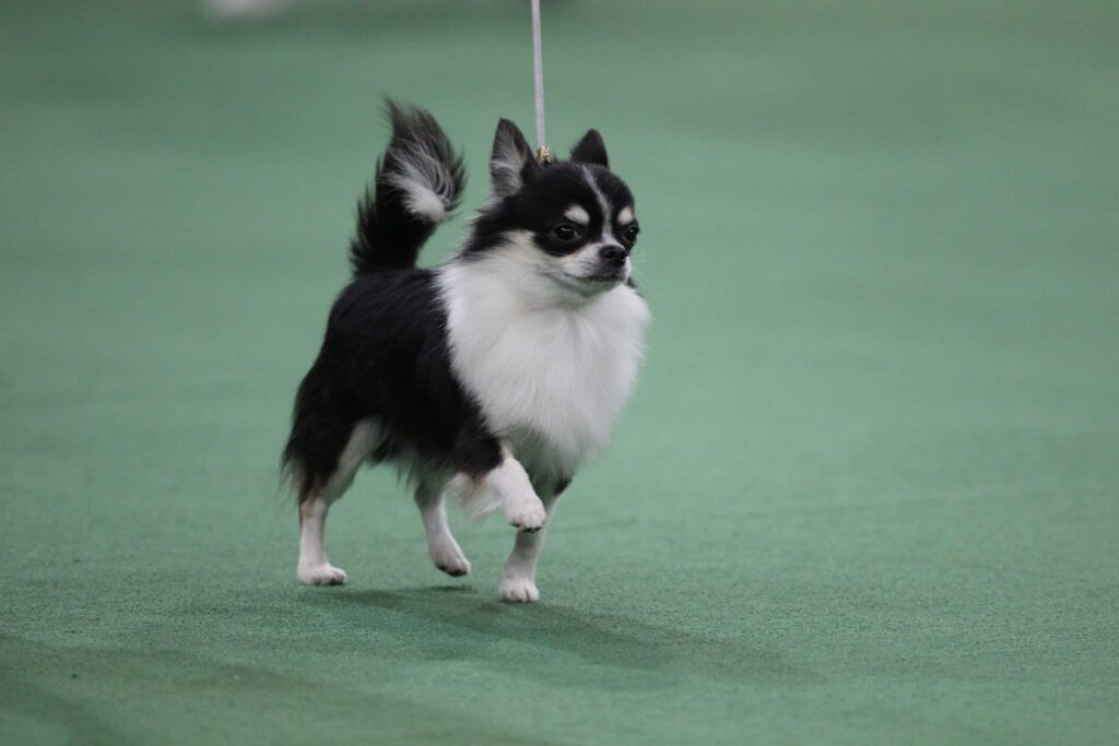 A black and white long-haired Chihuahua on a leash walks on a green indoor surface.