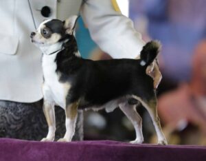 A black, white, and tan chihuahua stands on a table while being held by a person in a light-colored jacket.