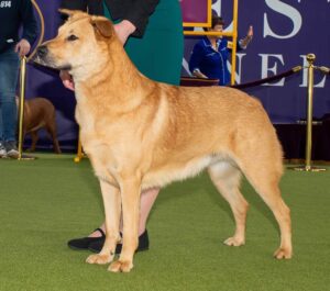 A tan dog with short fur stands on green carpet at a dog show, held by a person in green clothing.