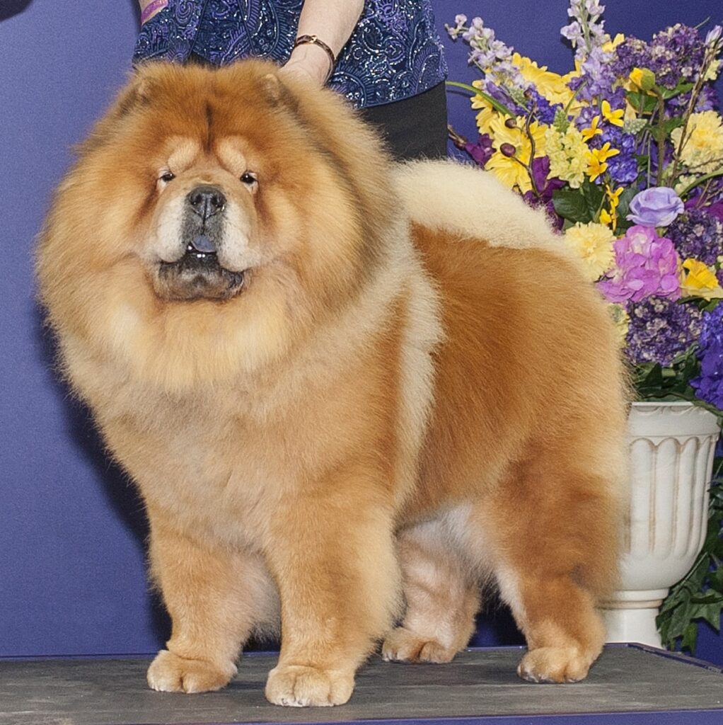 A fluffy Chow Chow dog with a thick reddish coat stands indoors in front of a flower arrangement and a blue background.