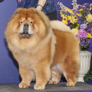 A fluffy Chow Chow dog with a thick reddish coat stands indoors in front of a flower arrangement and a blue background.
