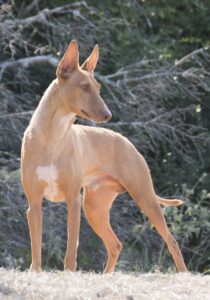 A slender, short-haired tan dog with large upright ears and a white chest patch stands alert outdoors, looking to the left. Trees and dry grass are in the background.