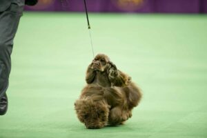 A brown cocker spaniel with a groomed coat is being walked on a leash in a dog show ring with a green floor.