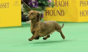 A brown dachshund trots on a green carpet at a dog show, with yellow signs and flowers in the background.