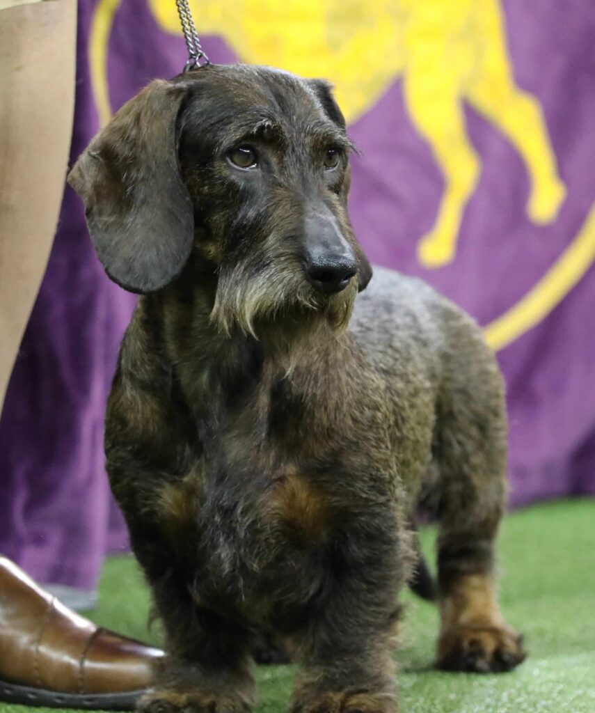 A wire-haired dachshund stands on green turf next to a person, with a purple and yellow backdrop behind them.