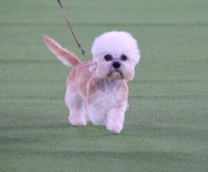 Small fluffy dog on a leash walking on green grass, looking toward the camera.