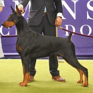 A black and tan Doberman Pinscher stands on a green floor, held on a leash by a person in a suit at a dog show.