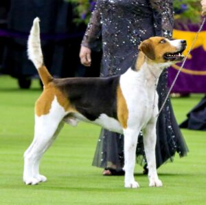 A tricolor dog with a short coat stands on green turf, shown on a leash by a person in a dark dress.