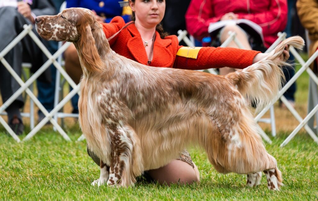 A handler presents an English Setter dog with a long, feathered coat during a dog show, standing on grass with a white fence and seated spectators in the background.