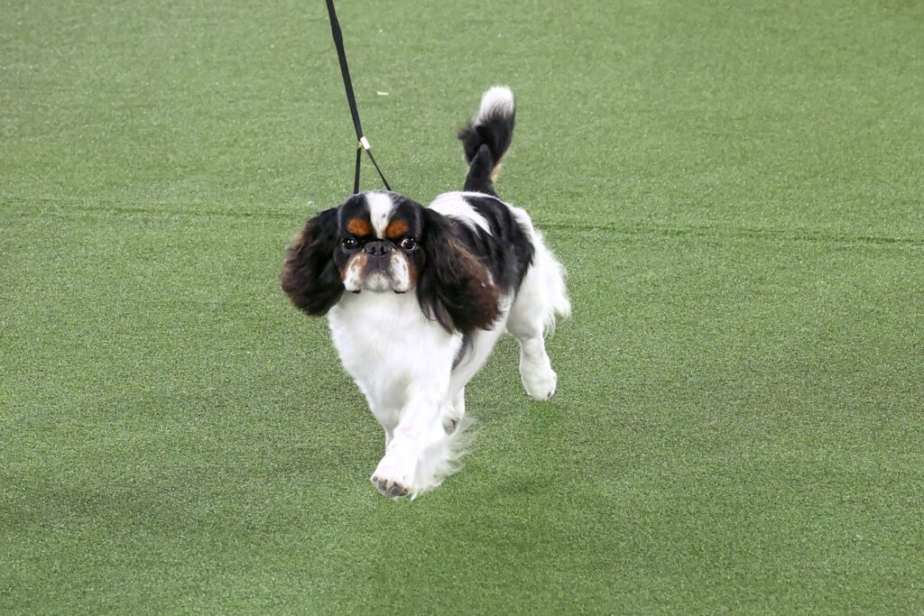 A small black, white, and brown dog with long ears is walking on a leash across a grassy surface.