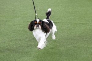 A small black, white, and brown dog with long ears is walking on a leash across a grassy surface.