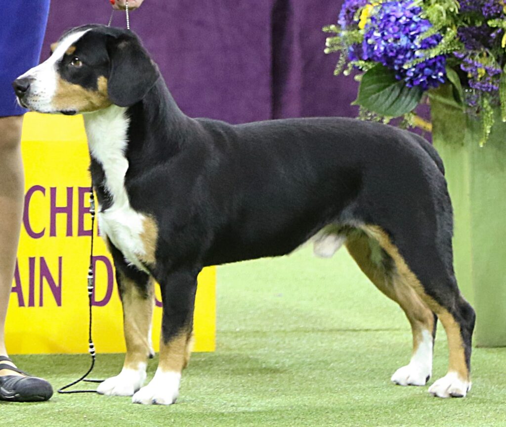 A black, tan, and white dog stands on grass next to a person and a sign, with a flower arrangement visible in the background.