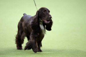 A dark brown English Cocker Spaniel on a leash walking on green grass.