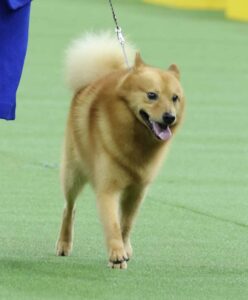 A reddish-brown dog with a fluffy tail walks on a leash across a green indoor surface.