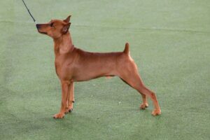 A brown dog with a short tail stands alert on green grass, held by a thin leash attached to its collar.