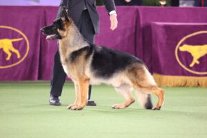 A German Shepherd stands in a show pose on green turf, with a handler beside it and purple show banners in the background.