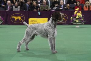 A German Wirehaired Pointer stands on display in a show ring with a group of spectators seated in the background.