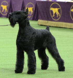 A black Giant Schnauzer stands on a green carpet at a dog show, with purple and gold banners featuring dog silhouettes in the background.